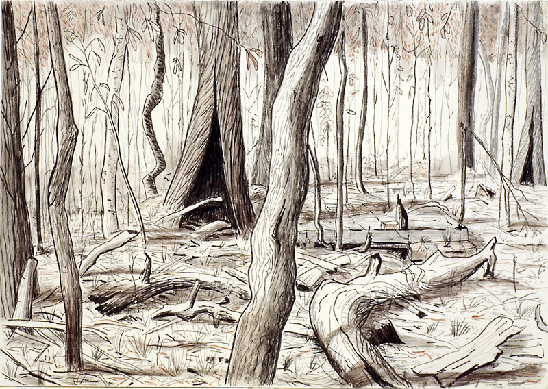 Bushfire by Neil irons