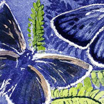 large common and blue