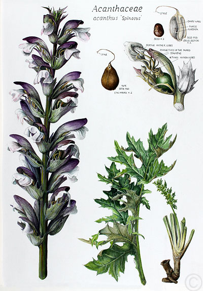 Acanthus - watercolour by Ruth de Monchaux