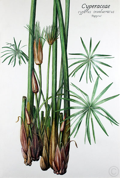 Papyrus - watercolour by Ruth de Monchaux